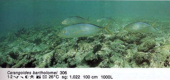 Carangoides bartholomei
